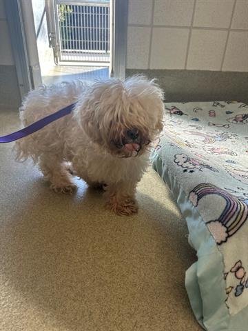 DAVE - Bichon Frise available for adoption