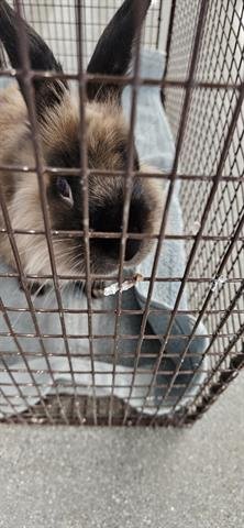 BROWNIE - Longhaired Rabbit available for adoption
