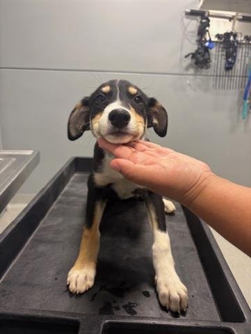 BOSTON - Smooth Fox Terrier available for adoption