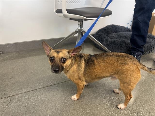 CHARLIE - Chihuahua available for adoption