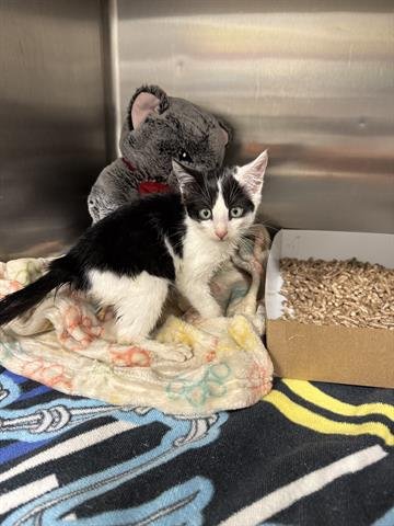 SHAUN - Domestic Short Hair available for adoption