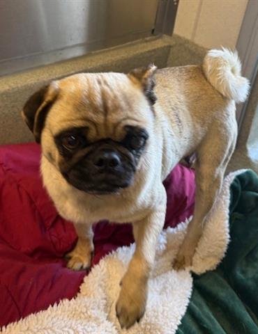 A133585 - Pug available for adoption