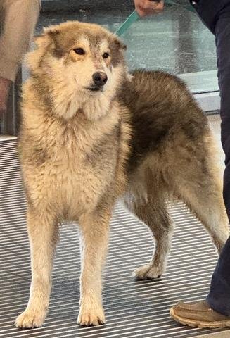 STORM - Siberian Husky available for adoption