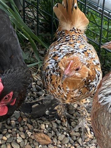 A133387 - Chicken available for adoption