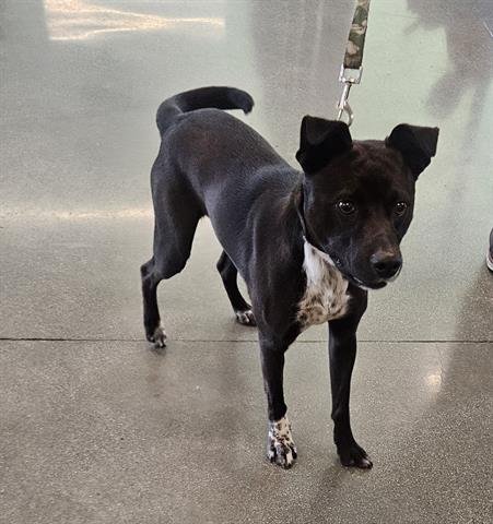 MIKEY - Patterdale Terrier (Fell Terrier) available for adoption