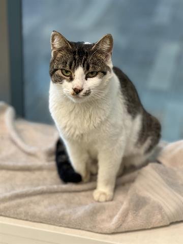 HEIDI - Domestic Short Hair available for adoption