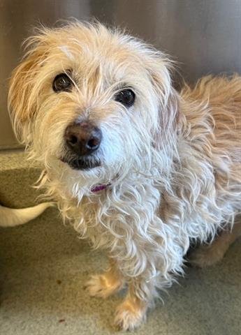 SARGE - Cairn Terrier available for adoption