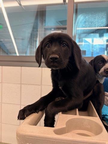 OBSIDIAN - Australian Cattle Dog/Blue Heeler available for adoption