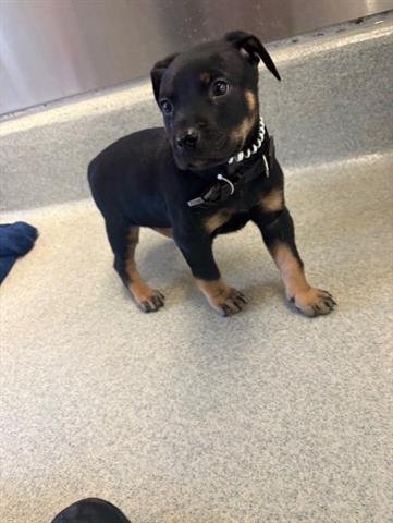 MAX - Doberman Pinscher available for adoption