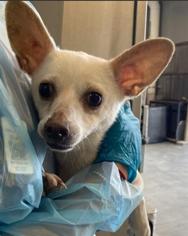 BROOKE - Chihuahua available for adoption