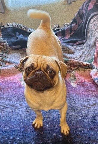 STAN - Pug available for adoption