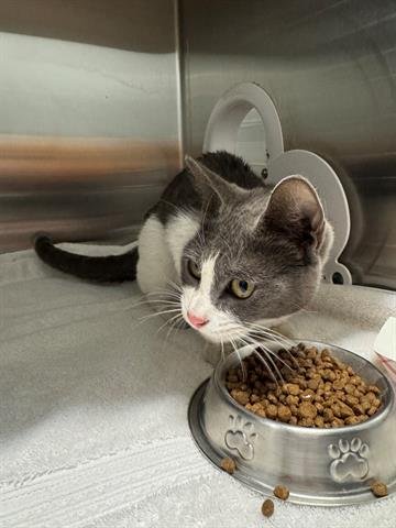 MARTINA - Domestic Short Hair available for adoption