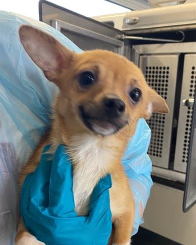 HAPPY - Chihuahua available for adoption