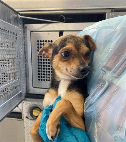 JERRY - Chihuahua available for adoption