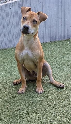 SIMBA - Pit Bull Terrier available for adoption