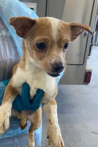 ROSS - Chihuahua available for adoption