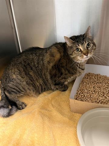 PUNKY BREWSTER - Domestic Short Hair available for adoption