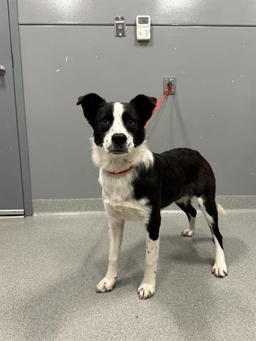 CLAIR - Border Collie available for adoption