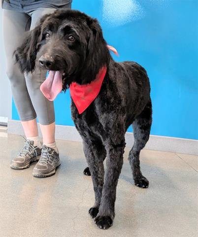 AKARI - Poodle (Standard) available for adoption