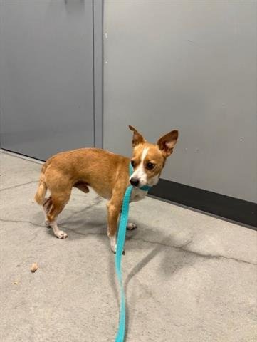 NICK - Chihuahua available for adoption