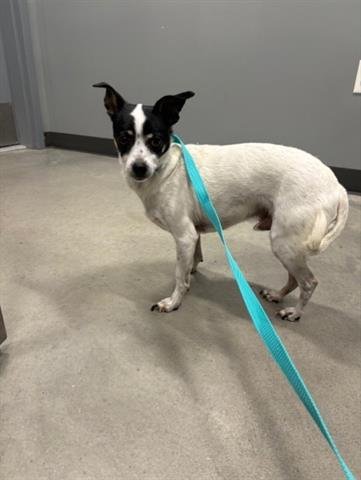 LITTLE RICKY - Chihuahua available for adoption