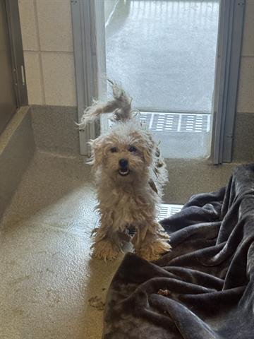 MARCH - Maltese available for adoption