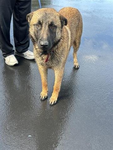 TODD - German Shepherd Dog available for adoption