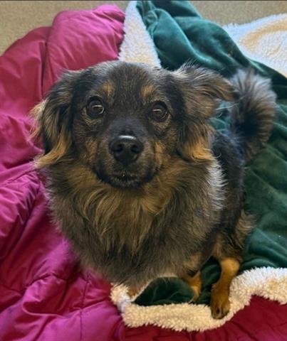 CARLOS - Pomeranian available for adoption