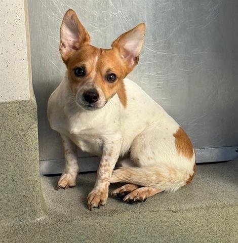 BUTTERS - Chihuahua available for adoption