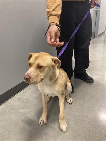 SANDY - Pit Bull Terrier / Labrador Retriever available for adoption