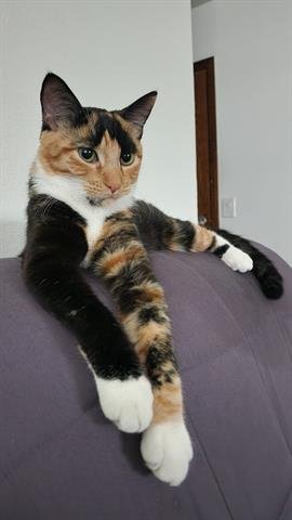 MARY - Domestic Short Hair available for adoption