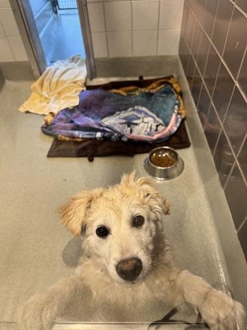 BENTLEY - Poodle (Standard) / Labrador Retriever available for adoption