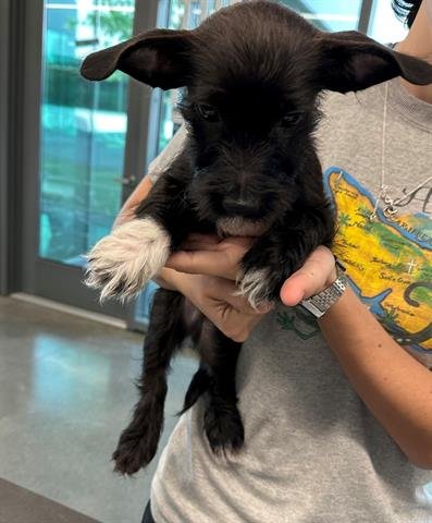 TUSKY - Terrier available for adoption