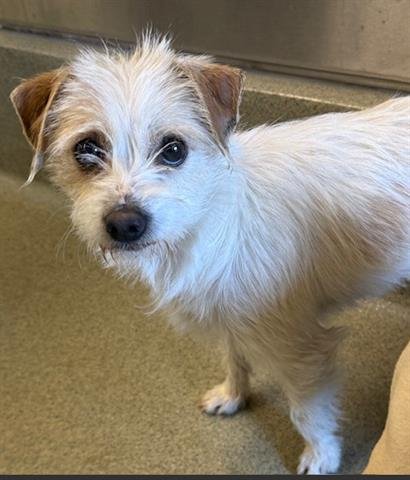 PETUNIA - Cairn Terrier available for adoption