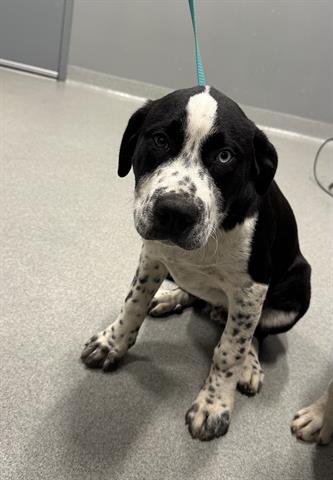 PEPPER JACK - Border Collie / Saint Bernard available for adoption
