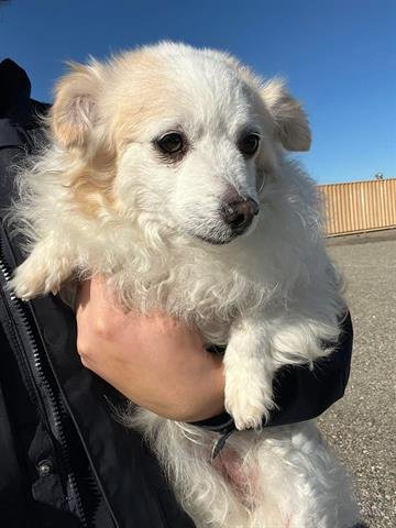 MISS SPRINKLES - Poodle (Miniature) / Chihuahua available for adoption