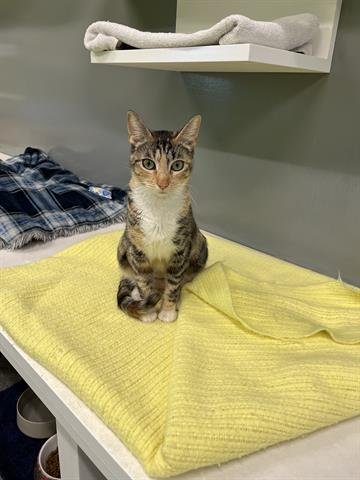 BETTY - Domestic Medium Hair available for adoption