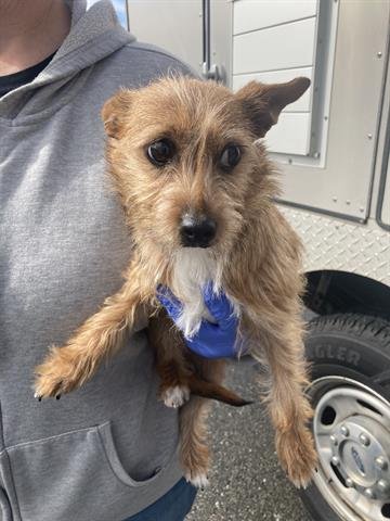 RASCAL - Norfolk Terrier available for adoption