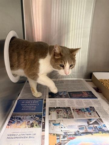 NICK - Domestic Short Hair available for adoption