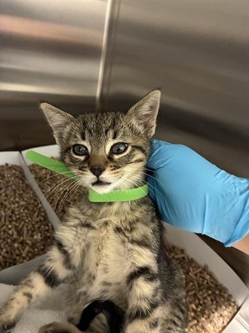 PICKLES - Domestic Short Hair available for adoption