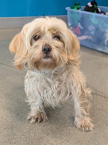 TASSLE - Havanese available for adoption
