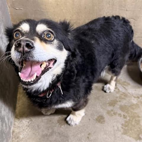 MEREDITH - Cocker Spaniel / Poodle (Miniature) available for adoption