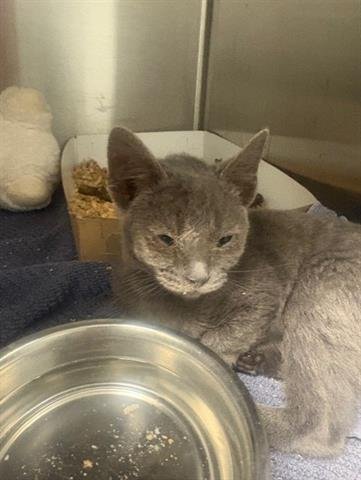 PENELOPE - Domestic Short Hair available for adoption