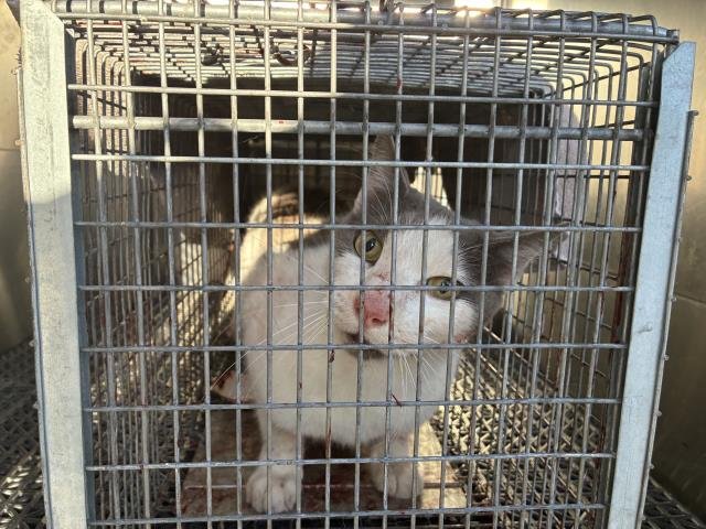 BENITO - Domestic Short Hair available for adoption