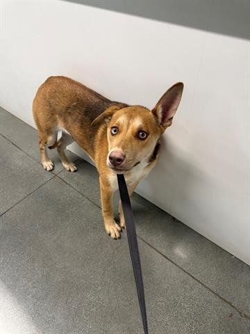 BONNIE - Siberian Husky available for adoption