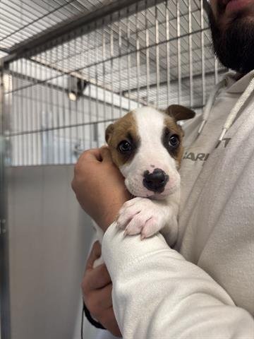 FELIX - Australian Cattle Dog/Blue Heeler / Pit Bull Terrier available for adoption