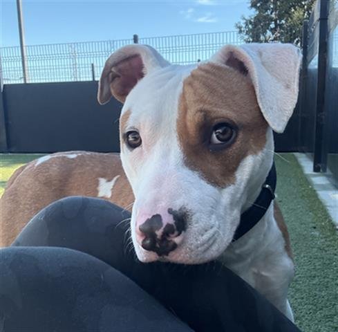 NINER - Pit Bull Terrier available for adoption