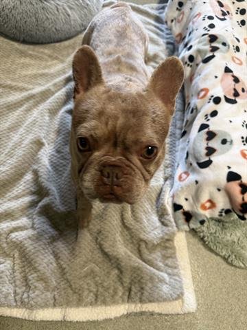 NOVA - French Bulldog available for adoption