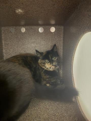 ESMERALDA - Domestic Short Hair available for adoption