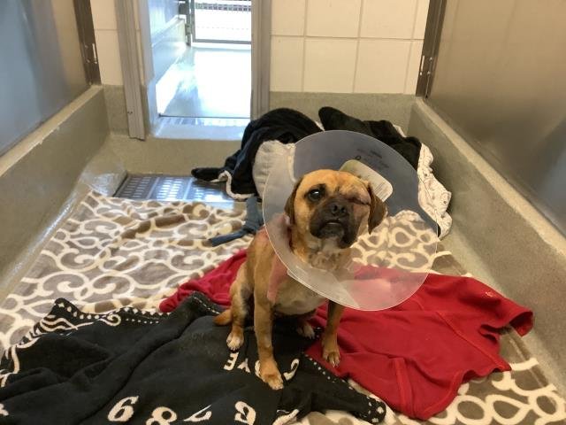 MIKE WAZOWSKI - Pug available for adoption